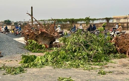 Di dời, đốn hạ cây xanh khu vực Trường Chinh - Phạm Văn Bạch để làm metro số 2