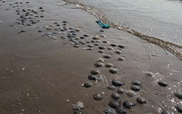 Sâu biển, sứa xuất hiện dày đặc ở Bãi Sau Vũng Tàu