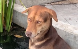 Chú chó 'khó chịu' khi bị cô chủ làm phiền