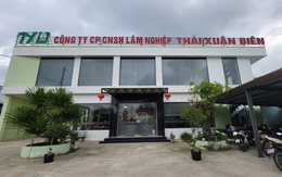 Từ phòng nuôi cấy mô đến những cánh rừng xanh