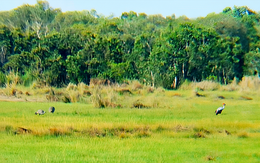 Sếu đầu đỏ liên tục về Khu bảo tồn Phú Mỹ: Chuyên gia nói gì?