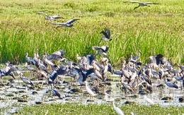 Ngắm đàn cò nhạn quý hiếm đậu kín ruộng hoang ở Tuy Hòa