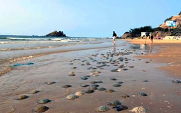 Bãi biển ở Vũng Tàu dày đặc sứa và sâu biển