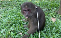 ‘Tiểu ngộ không’ đi lạc vào chùa Huyền Không, các sư thầy báo kiểm lâm bắt lại