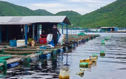 Yêu cầu di dời lồng bè nuôi thủy sản khỏi vịnh Vũng Rô
