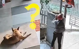 Chú chó mê ngủ bị trộm mất lồng chim trong nhà vẫn không hay biết