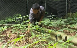 Lai Châu sẽ phát triển sâm thành sản phẩm nông nghiệp chủ lực