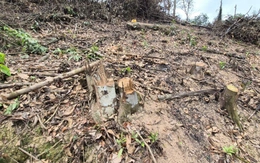 Hai anh em bị phạt hơn 146 triệu đồng vì phá hơn 4.200m2 rừng