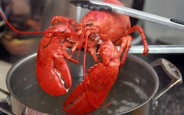 Tôm hùm có cảm giác đau, con người nên đối xử ra sao?