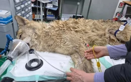 Con chó sói 'vượt ngục' ở Hàn Quốc bị bắt sau 9 ngày