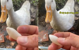 Cậu chủ bất lực với quả trứng vịt độc lạ