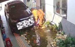 Gia chủ bất lực nhìn những 'vị khách' không mời ghé thăm hồ cá cưng