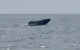 Cá voi bơi lội tung tăng ở biển Mũi Né
