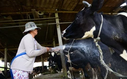 Chủng lở mồm long móng mới xuất hiện ở Trung Quốc, nguy cơ xâm nhập vào Việt Nam