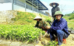 Giá cây keo tràm giống tăng gấp đôi và khan hiếm gây khó cho người trồng rừng