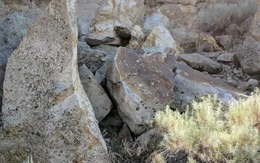 Mắt 10/10 mới thấy con thỏ ở đâu