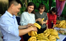 220 tấn chuối tươi Đồng Nai lên đường xuất khẩu ra nước ngoài