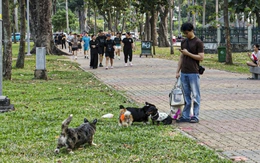 Chó thả rông, không rọ mõm chạy nhảy khắp nơi trong công viên Gia Định