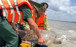 Video thả con vích hơn 60kg dính lưới ngư dân Cà Mau về lại biển