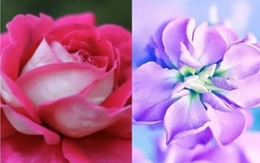 Quiz: Điều gì làm nên sự độc đáo của bạn?