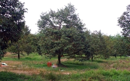 Người đàn ông gục chết trong vườn sầu riêng ở Đồng Nai nghi trúng đạn