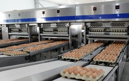 Hòa Phát kiếm bộn tiền từ chăn nuôi heo, gà, chi trả hàng nghìn tỉ cổ tức bằng tiền mặt