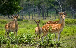Ngắm đàn hươu sao 'báu vật' ở Vườn quốc gia Kon Ka Kinh