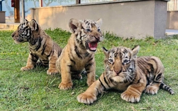 Hổ Bengal tại vườn thú FLC Quy Nhơn sinh 3 hổ con xinh xắn