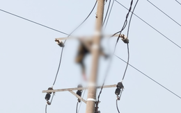 Một học sinh thiệt mạng, nghi bị điện giật khi trèo lên cột điện bắt ong