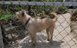 Một người đàn ông bán thịt chó ở Đồng Tháp chết do mắc bệnh dại