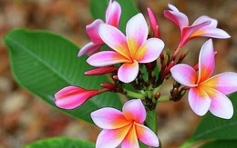 Hai bệnh nhi ngộ độc sau khi nuốt phải mủ hoa sứ