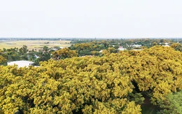 Sắc sưa rực vàng phố nam Đà Nẵng, nơi có lễ hội sắc sưa Hương Trà 'níu chân' du khách