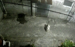 Chủ nuôi chó không biết ngượng thì phải xử lý, chứ sao phải kêu gọi mãi?