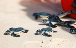 Việt Nam - điểm đến hàng đầu thế giới cho trải nghiệm thả rùa biển