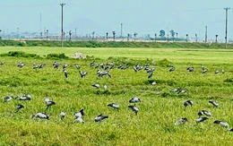 Xuất hiện đàn chim trời với hàng trăm con trên cánh đồng ở Hà Tĩnh