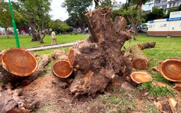 Đốn hạ cây me tây già cỗi ở Công viên Lê Văn Tám, TP.HCM để bảo đảm an toàn