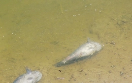 Cá chết hàng loạt quanh khu bơm cát dự án sân bay Cà Mau