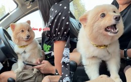 Chú chó nổi đóa vì 'ghen'