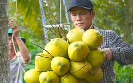 Dừa xiêm tăng giá nhờ thời tiết nắng nóng