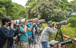 Chi hàng trăm triệu đổi lấy khoảnh khắc chụp được loài voọc quý trên bán đảo Sơn Trà