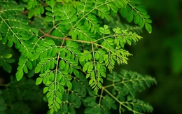 ‘Cây kỳ diệu’ loại bỏ 98% vi nhựa trong nước