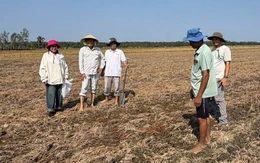 Khoảng 70% rơm phân hủy chỉ trong một tuần phun chế phẩm sinh học