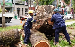 Đốn hạ cây ở công viên Lê Văn Tám và 15 cây xanh trên đường phố TP.HCM, công ty cây xanh nói gì?