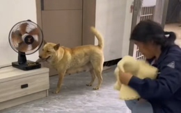 Chú chó thông minh và hiểu chuyện