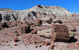 Lời nguyền từ rừng hóa thạch 200 triệu năm giữa sa mạc Mỹ