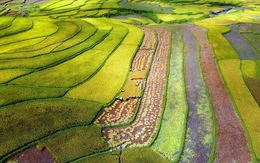 Sở hữu 'tứ trấn gạo ngon', Lai Châu làm gì để hút đầu tư, mở đường xuất khẩu?