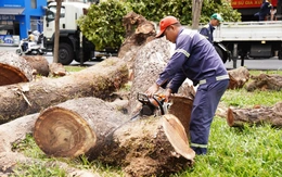 Dùng công nghệ 'tầm soát sức khỏe' để dưỡng cây xanh, hạn chế việc đốn bỏ