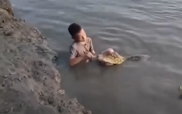 Thực hư clip cậu bé đánh răng cho cá sấu đang viral