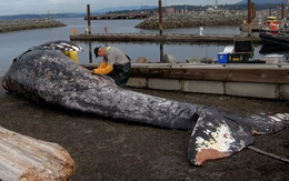 Đáng sợ cá voi chết liên tiếp ngoài khơi Canada, nghi do đói ăn
