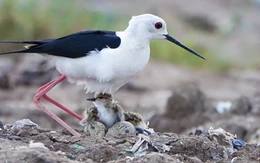 Những mỹ nữ chân dài lại về làm rộn ràng khu lấn biển Rạch Giá